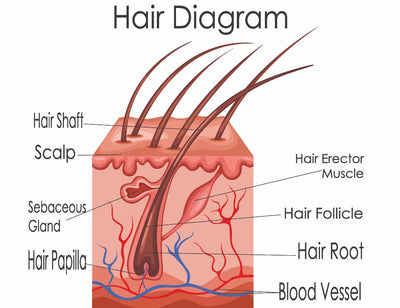 Hair Structure And Hair Growth Cycle